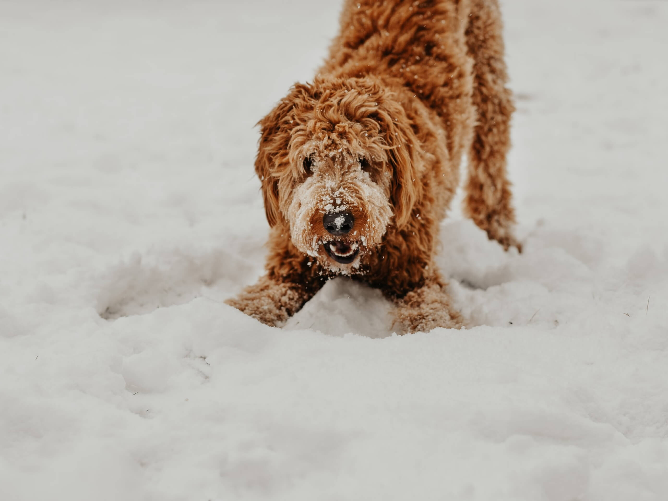 How Cold Does It Have To Be To Kill A Dog